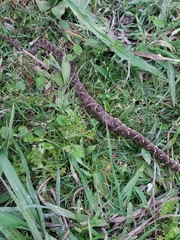 Bothrops pubescens