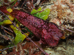 Whiskered Prowfish photo 2