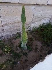 Cactaceae