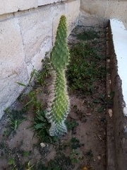 Cactaceae