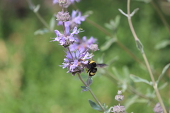 Bombus crotchii