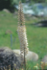 Eremurus tianschanicus