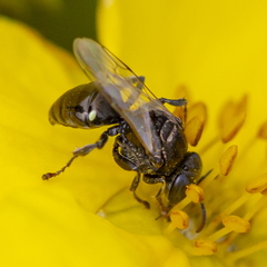 Oxybelus bipunctatus