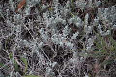 Teucrium gnaphalodes