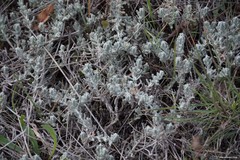 Teucrium gnaphalodes