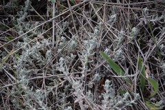 Teucrium gnaphalodes