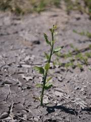 Solanum amygdalifolium