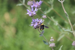 Bombus crotchii