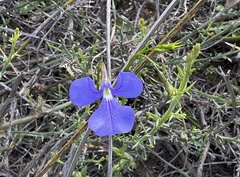Lobelia tenuior