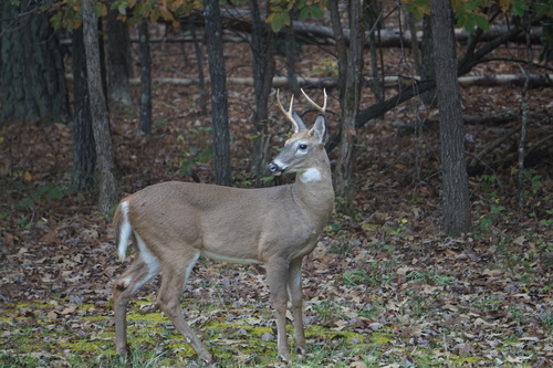 White-tailed Deer photographed in Virginia