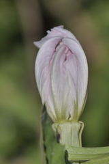 Oenothera centaurifolia