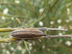 Lixoglyptus spartii