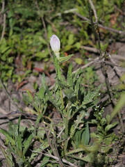 Oenothera centaurifolia