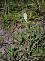 Oenothera centaurifolia