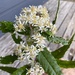 Olearia - Photo (c) kirst_196711,  זכויות יוצרים חלקיות (CC BY-NC)