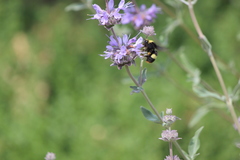 Bombus crotchii