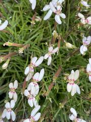 Stylidium uniflorum