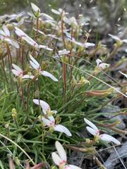 Stylidium uniflorum