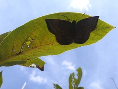 Achlyodes pallida