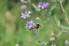 Bombus crotchii