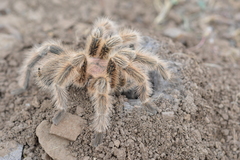 Grammostola rosea