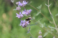 Bombus crotchii