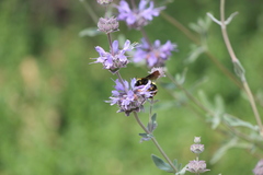 Bombus crotchii