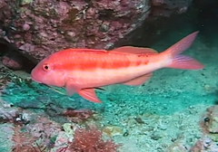 Upeneichthys