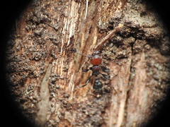 Podomyrma odae
