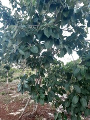 Lonchocarpus longistylus