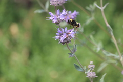 Bombus crotchii