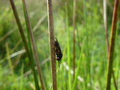 Eutomostethus gagathinus