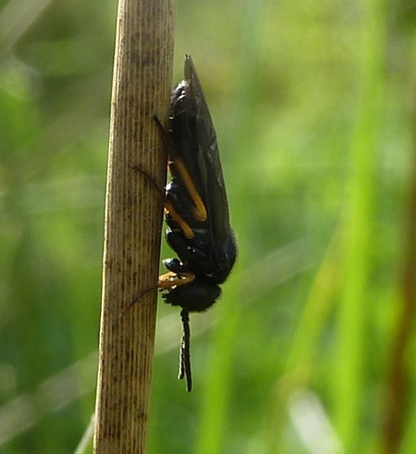 Silky Sedge-cutter