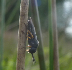 Eutomostethus gagathinus