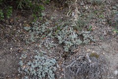 Teucrium gnaphalodes