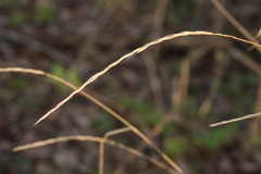 Elymus caninus
