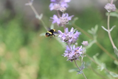 Bombus crotchii