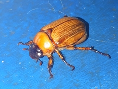 Cyclocephala lurida