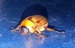 Cyclocephala lurida