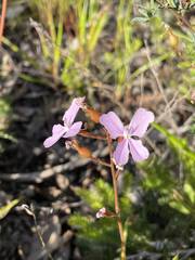Stylidium affine