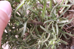 Amblyopappus pusillus