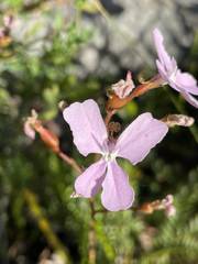 Stylidium affine