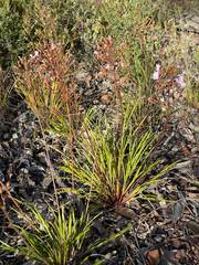 Stylidium affine