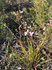 Stylidium affine
