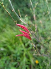 Dicliptera sexangularis