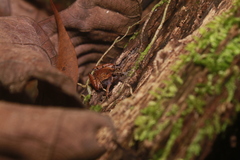 Microhyla nepenthicola