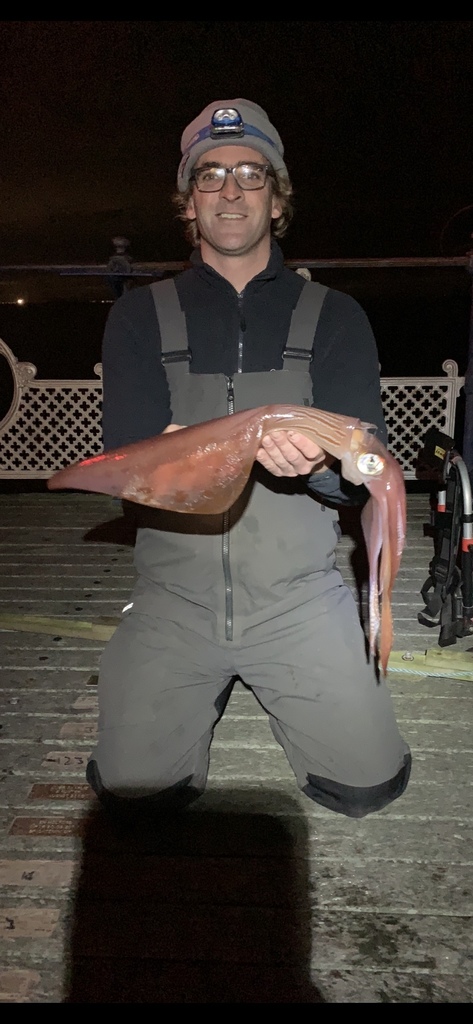 Veined Squid