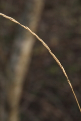 Elymus caninus