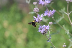 Bombus crotchii