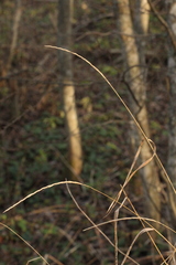Elymus caninus
